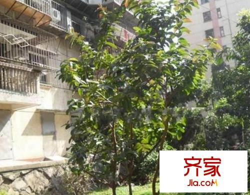 什錦小區(qū)二期外景圖什錦二期 