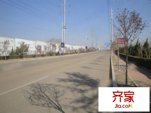 青建橄欖樹實(shí)景圖（20130217）