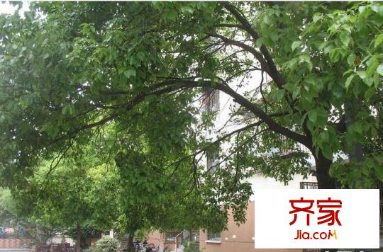 迎江園外景圖