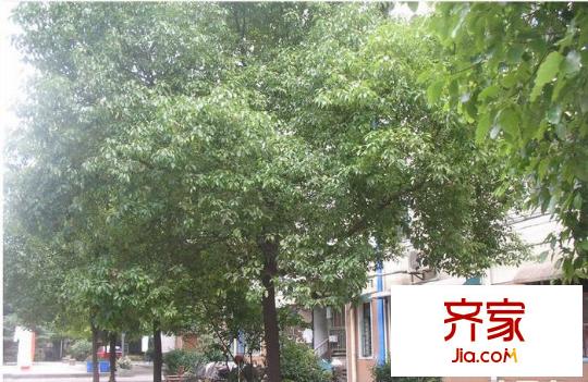 迎江園外景圖