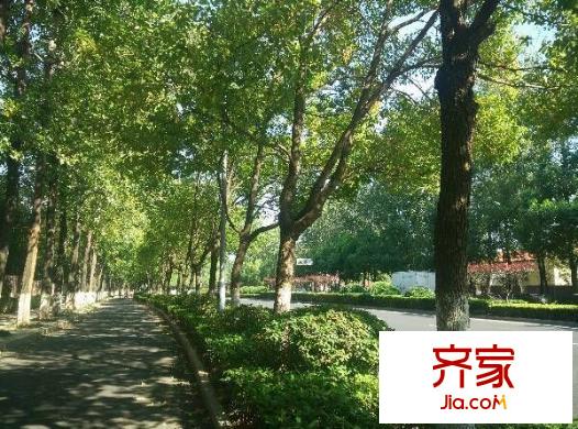 中南麒麟錦城