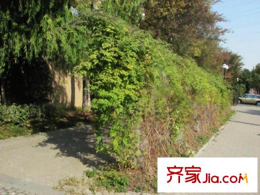 金基匯錦國際配套圖東側(cè)樂山路美景