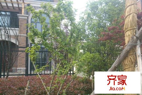 瑞景葉泊藍(lán)山項(xiàng)目園林景觀（2015-3-20）