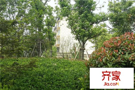 中海御山府小區(qū)綠化(2015-6-02）