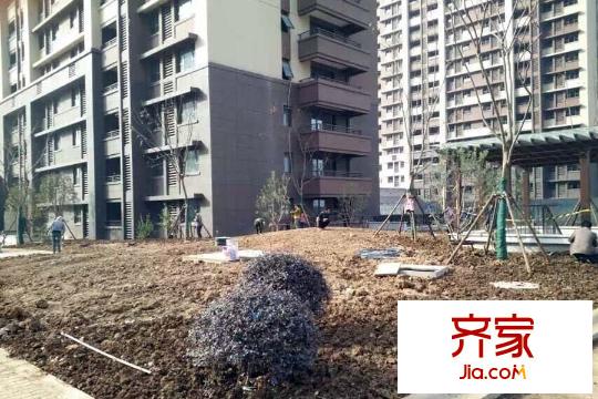 四季金輝小區(qū)正在進行綠化（2015-11-06）