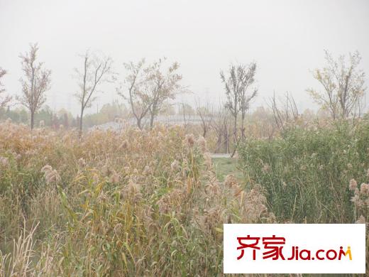 金地湖城藝境仙林湖原生態(tài)美景（2013.12）