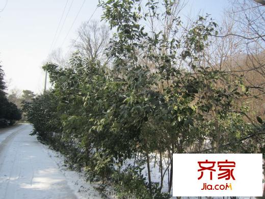佛手湖森林莊園老山風(fēng)光