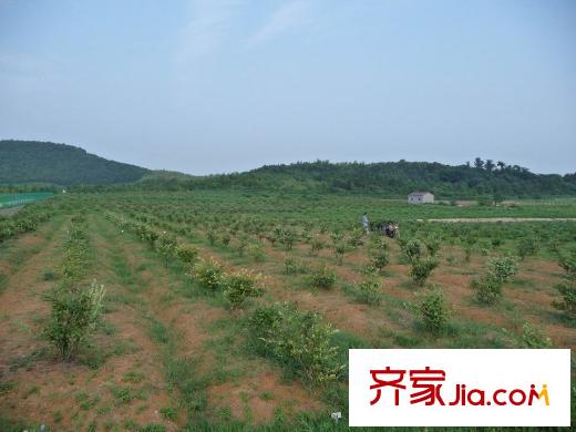 芳草名苑項目周邊（2013.1.5）