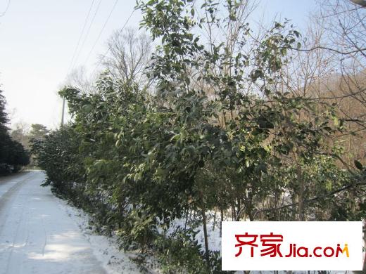綠城玫瑰園老山風(fēng)光