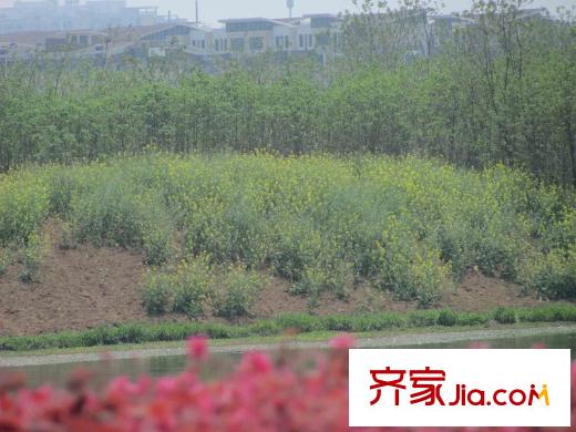 明月天瓏灣周邊配套九龍湖（2012.12.27）