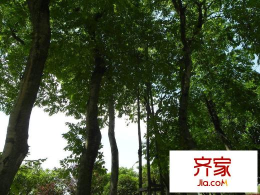 楓平方米398F區(qū) 