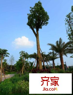 卓信金楠天街實(shí)景圖