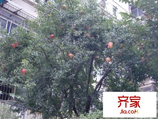 奎園小區(qū)外景圖 