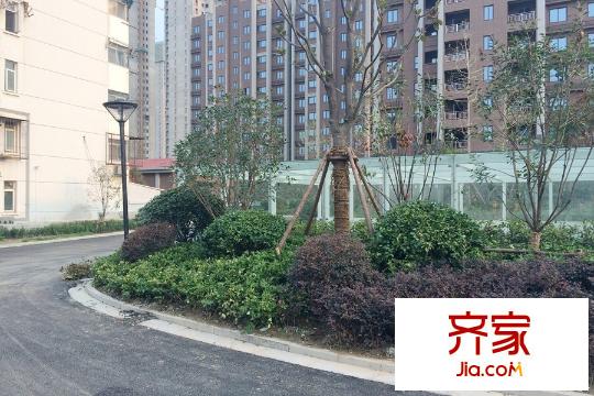 金域華庭小區(qū)綠化（2015-08-25）