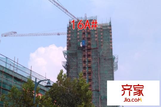 楓林天下