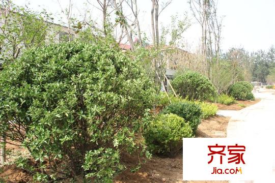 德潤左岸綠洲小區(qū)綠化施工（2015-06-26）