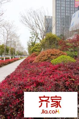 萬(wàn)科金域廣場(chǎng)綠化（2015-04-09）