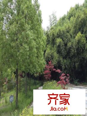軍山匯賢居外景圖 