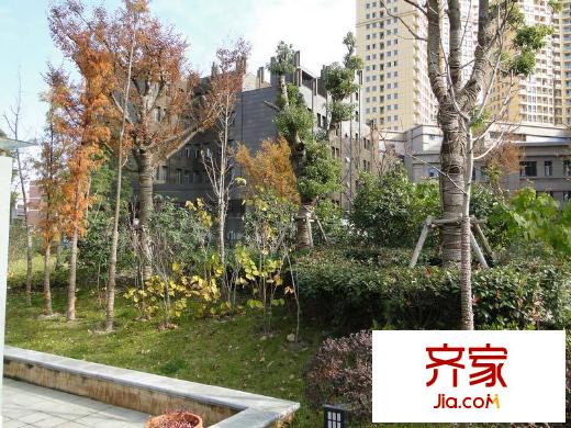 金茂國際綠化實景（20121130）