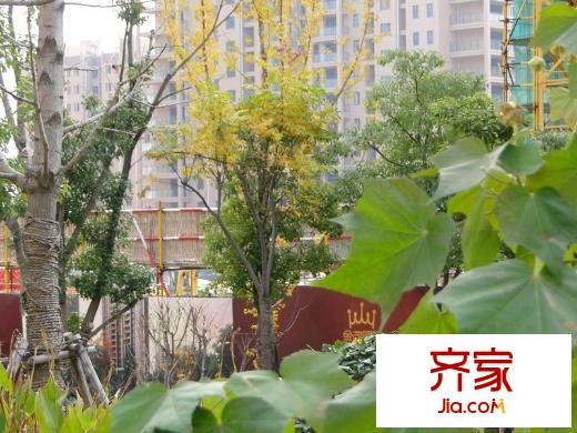 金茂國際