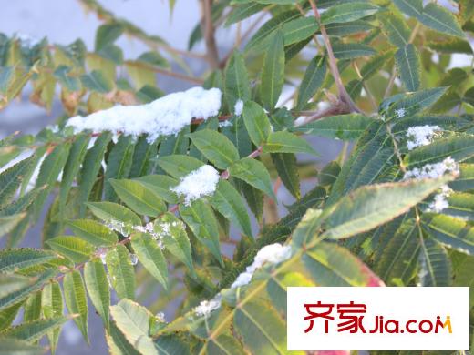 溪水苑周邊配套綠化