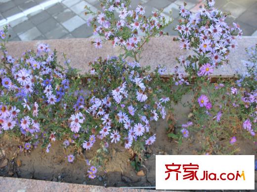 溪水苑周邊配套綠化