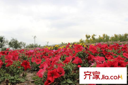 觀山居周邊配套  花海