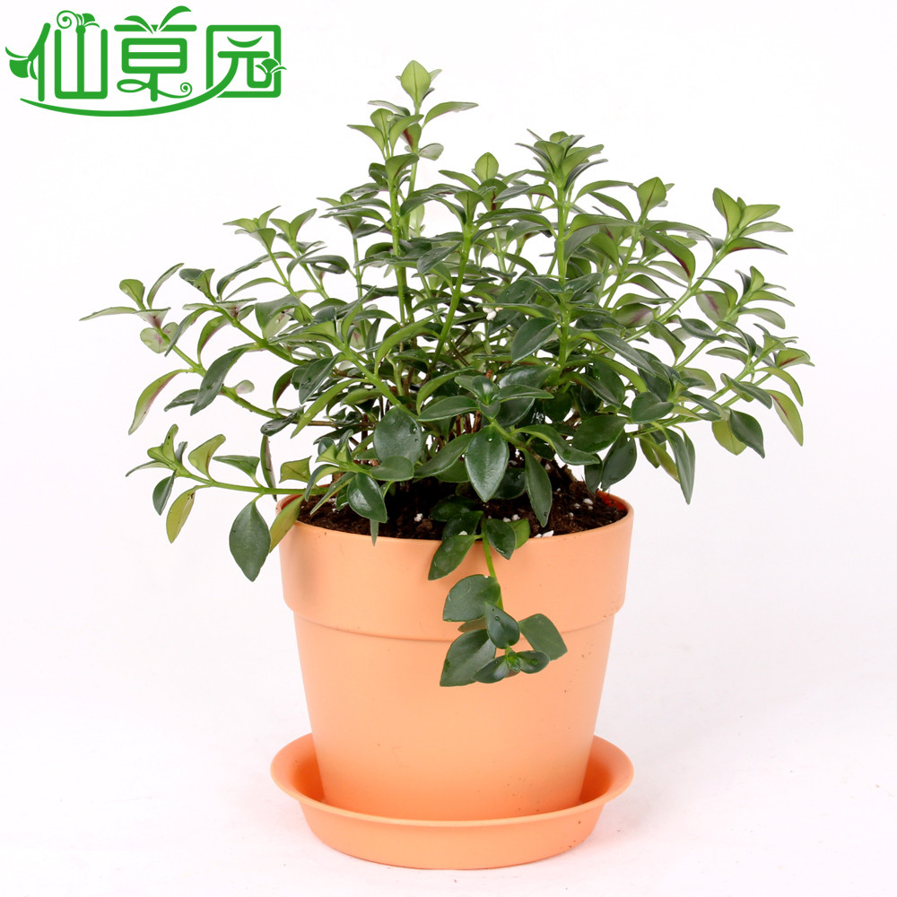 仙草园 吊兰冬季非常容易观叶植物 盆景