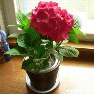 春薰园 绣球花春季夏季非常容易观花植物净化空气 盆景