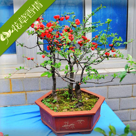 花草香情海棠春季夏季秋季冬季非常容易庭院植物吸甲醛美观趣味日本