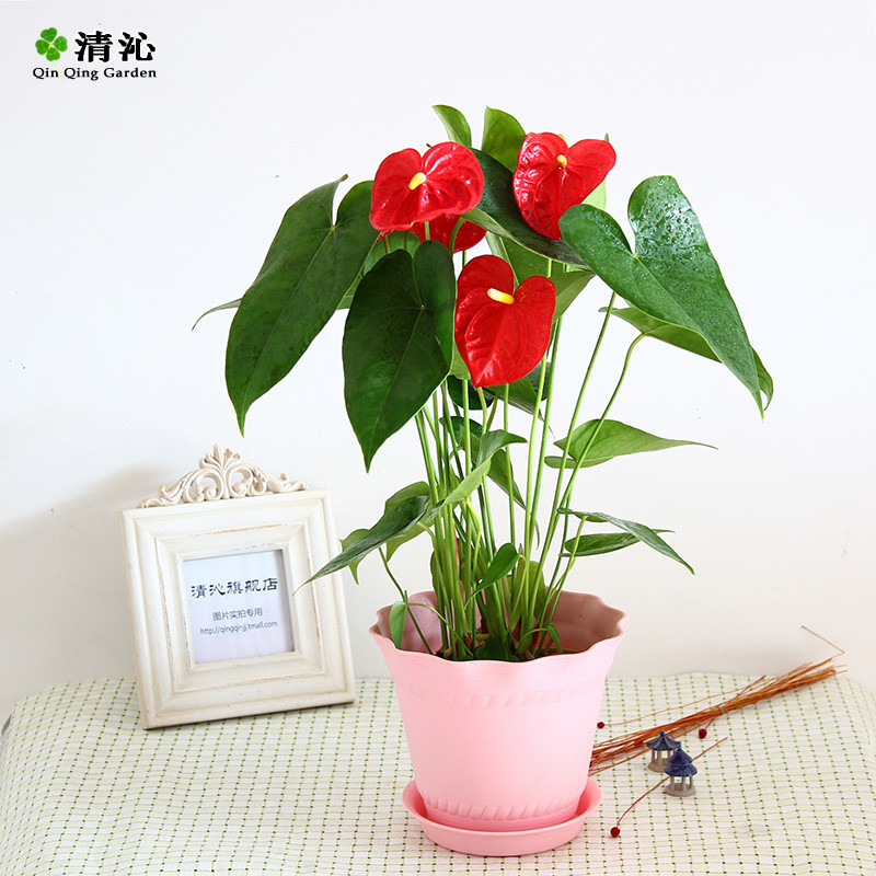清沁 红掌春季夏季秋季冬季非常容易观花植物美观 盆景