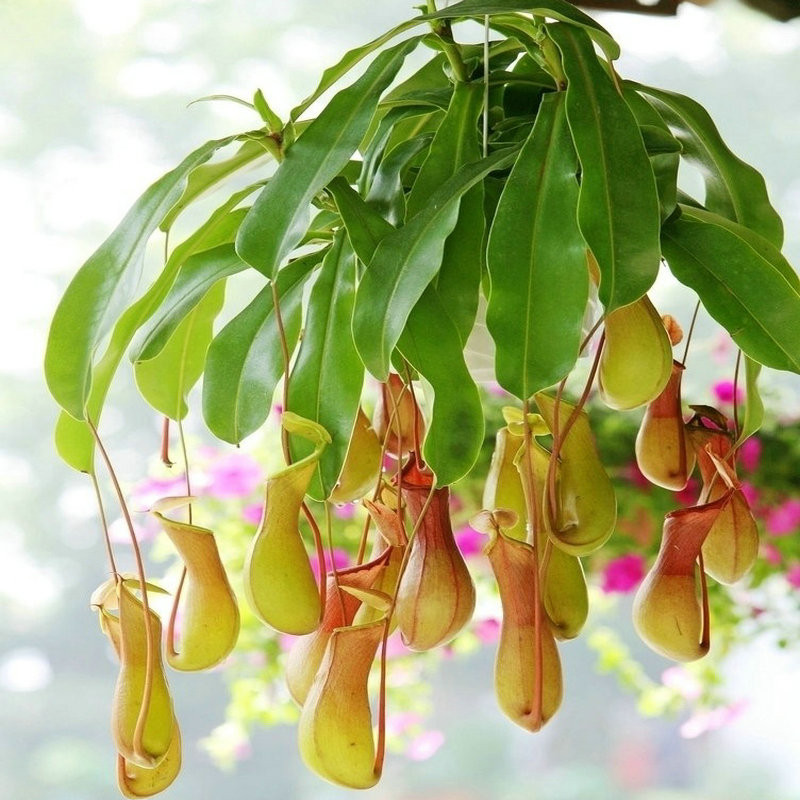 凯天·花航 猪笼草春季夏季秋季冬季非常容易食虫植物观叶植物净化