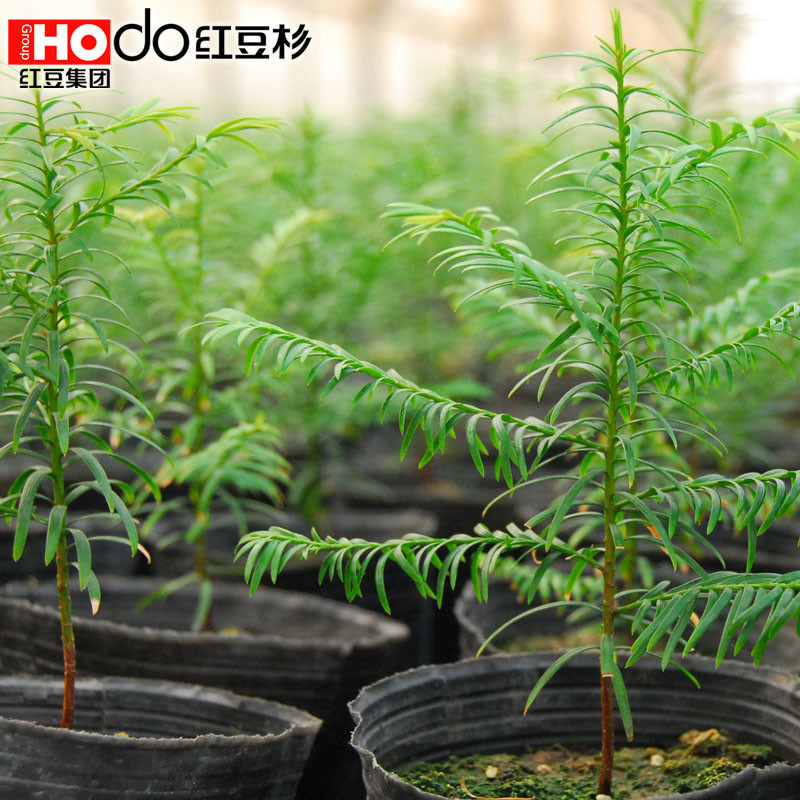 红豆杉 红豆杉春季夏季秋季冬季非常容易 幼苗盆景