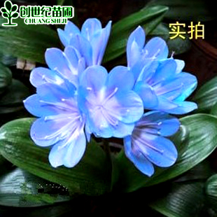 chuangshiji 君子兰春季非常容易观花植物防辐射净化空气 盆景
