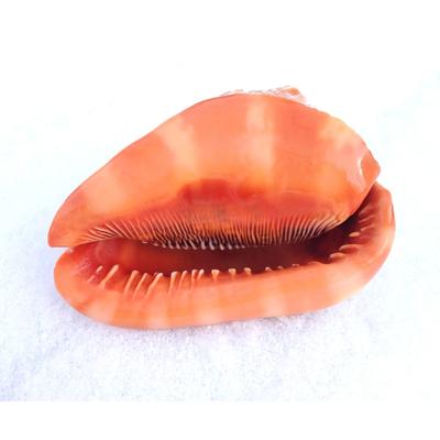 海贝海 摆件海螺 c0094海螺