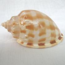 摆件海螺 c0129海螺