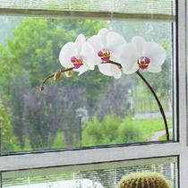 植物花卉 窗贴-蝴蝶兰玻璃贴膜
