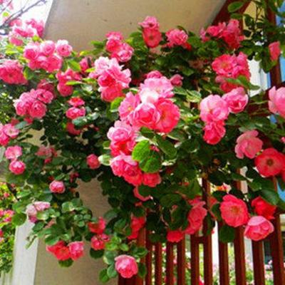 玖枝苑 多花蔷薇春季非常容易庭院植物吸甲醛 盆景
