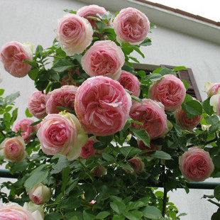 沂馨园多花蔷薇春季夏季秋季冬季非常容易庭院植物观叶植物龙沙宝石2