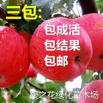 春季夏季非常容易 苹果苗盆景
