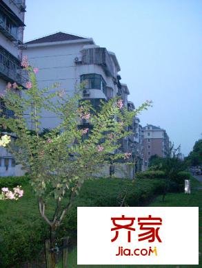 古桐公寓外景圖DSCN0457