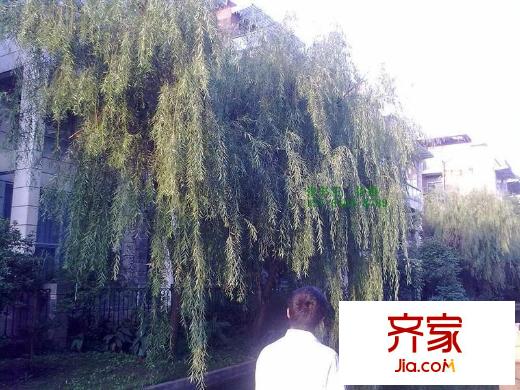 湯臣豪園外景圖 
