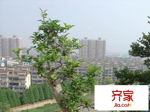 逸仙华庭外景图