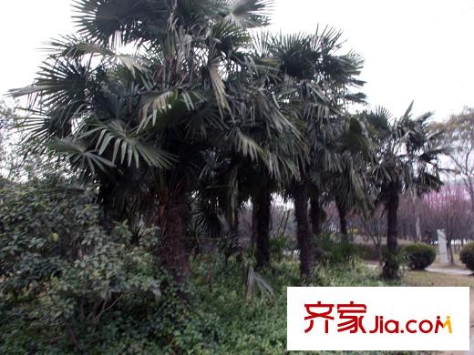三湘七星府邸配套图东侧绿地
