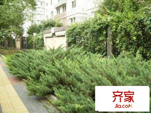 中海紫金苑外景图绿化