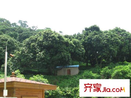 茗荔雅苑配套图果林(2012-05)
