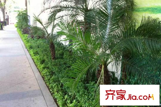 中洲・中央公寓E-CLASS周边绿化