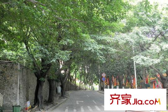 前海丹华项目北面的宋少帝陵一侧的林荫道