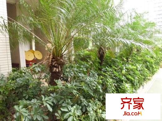 天琴阁外景图