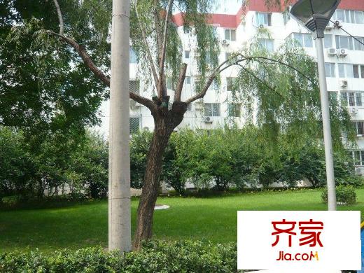 望京西园二区外景图绿化